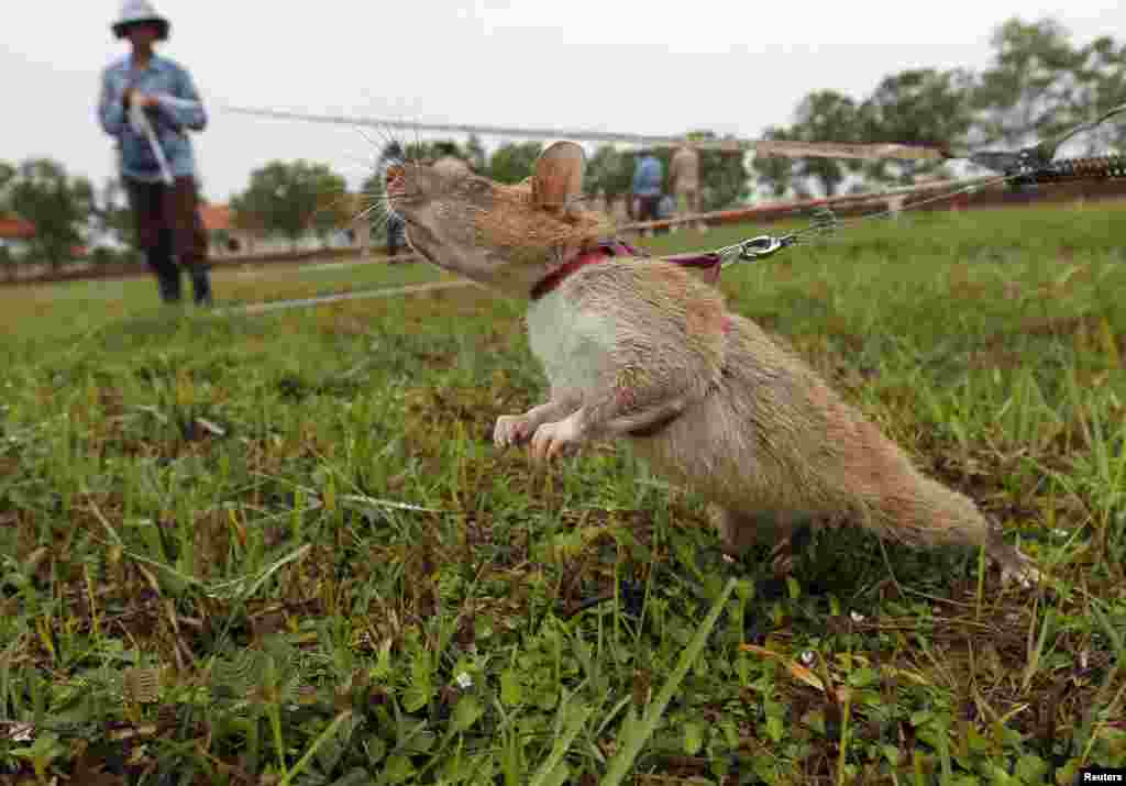Seekor tikus yang dilatih oleh Pusat Aksi Ranjau Kamboja (CMAC) terlihat di medan ranjau darat yang sudah tidak aktif di provinsi Siem Reap. Tikus-tikus Gambia dikerahkan di Kamboja dari Tanzania pada bulan April oleh LSM Belgia, APOPO, untuk membersihkan ranjau.