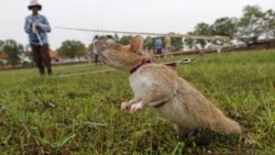Quiz: A Graduate's Dream Job: Helping Rats Save Lives