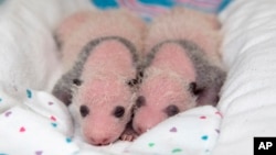 In this July 29, 2013 photo released by Zoo Atlanta, twin newborn giant panda cubs lie in a blanket at Zoo Atlanta.