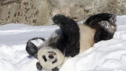 芬蘭艾赫泰里動物園不堪飼養大熊貓的高昂成本，決定提早將一對大貓熊歸還中國。 ( Lehtikuva／路透社)