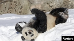 芬蘭艾赫泰里動物園不堪飼養大熊貓的高昂成本，決定提早將一對大貓熊歸還中國。 ( Lehtikuva／路透社)