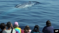 Spectators watch whales off the coast of southern California