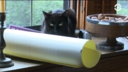 Настоящее Время. Америка – 7 июня 2018