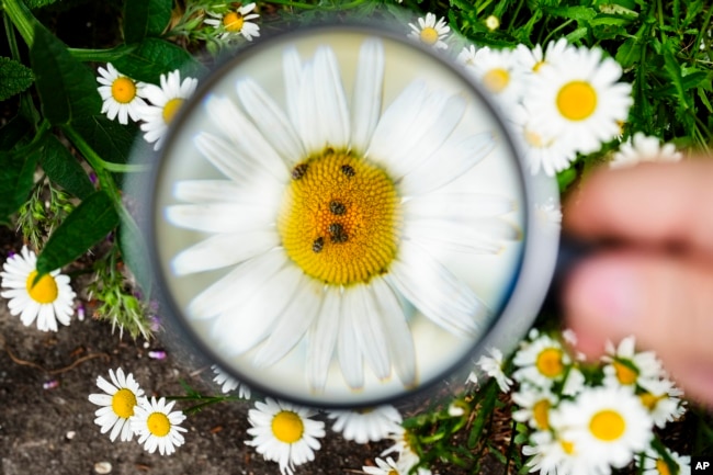 Adrain Hirschmueller of the environment organization Nature And Biodiversity Conservation Union, or NABU, shows the counting of beetles on a flower through a magnifying glass on May 23, 2024. (AP Photo/Markus Schreiber)