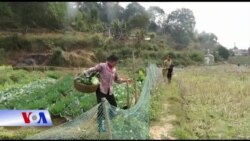 Nông dân Việt mong APEC làm thay đổi đời sống