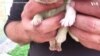 Puppy With Green Fur Born in Sardinia 