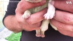 Puppy With Green Fur Born in Sardinia 