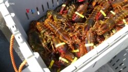 Pandemi hingga Iklim Menekan Nelayan Lobster AS