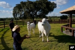 A stockman holds the leash of a cow named Viatina-19, right, at a farm in Uberaba, Minas Gerais state, Brazil, Friday, April 26, 2024. (AP Photo/Silvia Izquierdo)