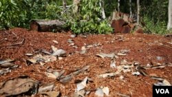 A recently cut-timber that were secretly cut down in forest in Ratanakiri province, photo taken onDecember 2015. (Nov Povleakhena/VOA Khmer) 