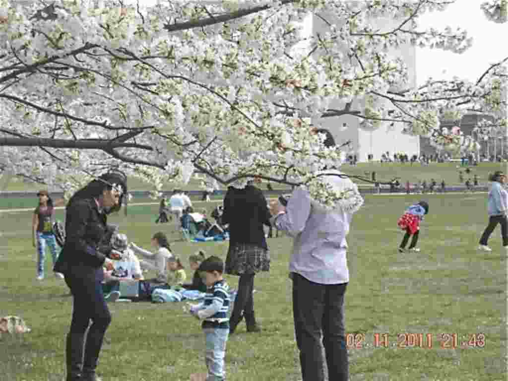 فستیوال شکوفه های گیلاس در واشنگتن ۲۰۱۱