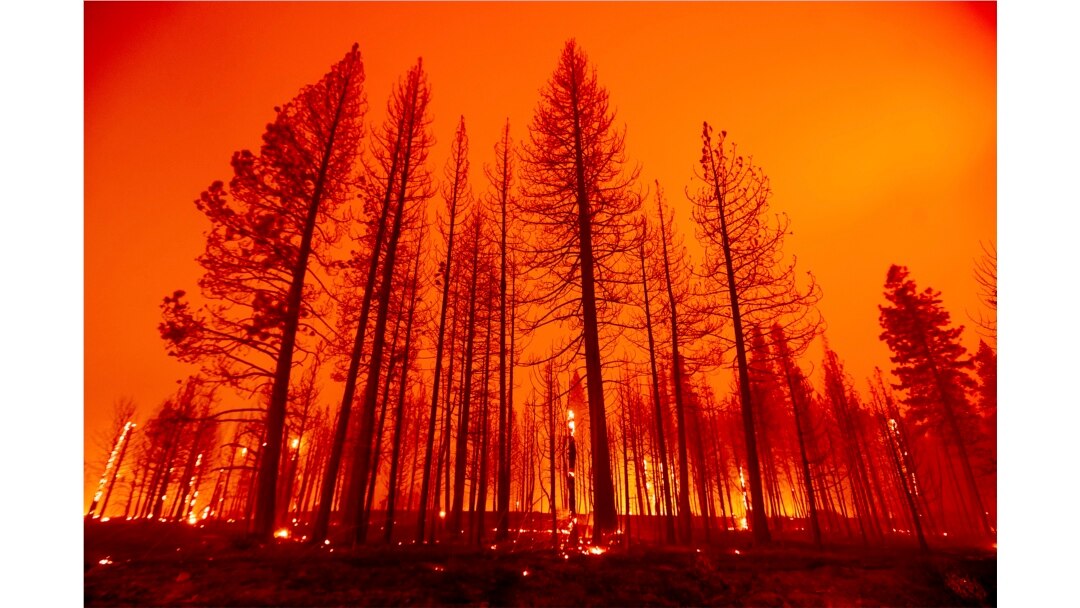 Pohon terbakar setelah petugas pemadam kebakaran melakukan operasi penembakan untuk memperlambat penyebaran Dixie Fire di Plumas County, California, Selasa, 3 Agustus 2021.