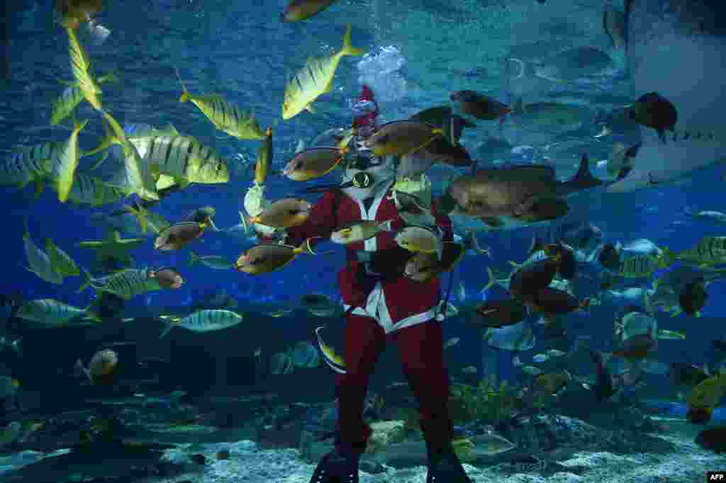 អ្នកមុជទឹកស្លៀកជាឈុត Santa Claus កំពុងដាក់ចំណីឲ្យត្រីនៅក្នុងអាងទឹកមួយនៅក្នុងសួនមហាសមុទ្ររដ្ឋធានីម៉ានីល។