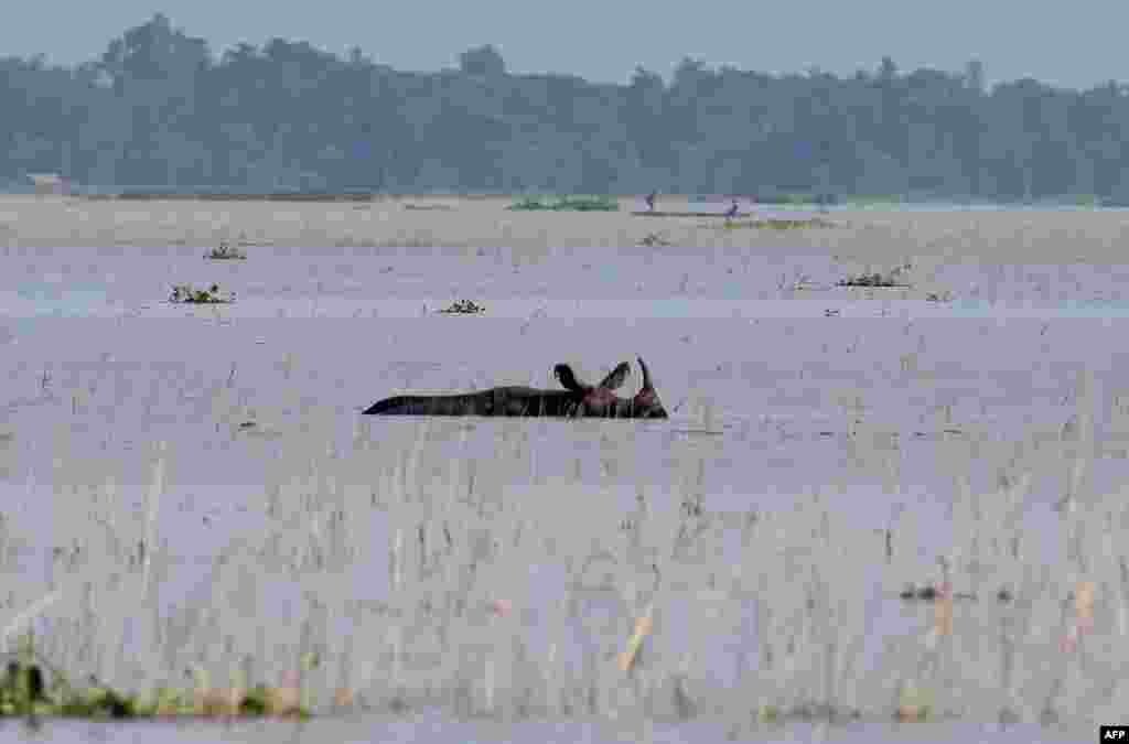 Seekor badak bercula satu tampak berenang di suaka margasatwa Pobitora yang tergenang banjir di negara bagian Assam, India.