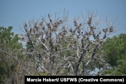 Double-crested cormorants sit in their nesting colony in a tree on Lake Andes National Wildlife Refuge in South Dakota.