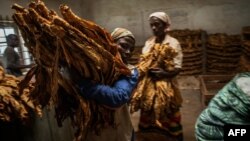 FILE - Malawian workers prepare tobacco leaves to be packed and stored ahead of an auction at a tobacco farm in Zomba municipality, Malawi, May 20, 2014.