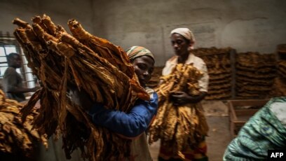 malawi tobacco industry UN Warns Malawi Against Child Labor on Tobacco Farms