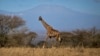 Giraffes Facing ‘Silent Disappearance’ in Africa