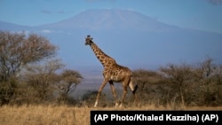 A giraffe walks in Amboseli national park, Kenya. Giraffes seemed to be everywhere but now are vulnerable to disappearing completely, according to the new Red List report.(AP Photo/Khaled Kazziha)