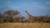 A giraffe marche dans le parc national de Amboseli au Kenya, le 18 août 2016.