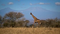 Pollution Decreases in Africa's Savannah Lands