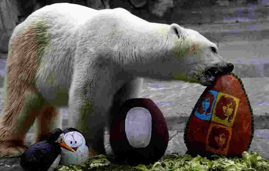Hoy hasta los osos polares reciben huevos de Pascua. Este oso polar come un huevo decorado con comida en el interior en el zoológico de Buenos Aires.