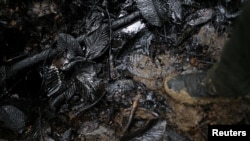 Hojas de árboles contaminadas por el derrame de petróleo causado por el robo de oleoductos cercanos, según las autoridades, por parte de grupos ilegales para la producción de cocaína en la zona de Tumaco, Colombia, 8 de septiembre de 2022. REUTERS/Luisa González