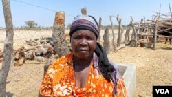 Felistus Gwatipedza sells milk produced on her farm to a Zimbabwe Stock Exchange-listed company and is able to look after her orphaned grandchildren, in Rusununguko village, some 200 kilometers south of Harare, Sept. 25, 2020. (Columbus Mavhunga/VOA)