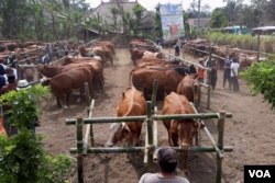 Puluhan ternak sapi yang menjalani pemeriksaan dan sebagian yang akan dilakukan kawin suntik di lapangan Desa Wonoayu, Kabupaten Malang, Jawa Timur. (Foto: VOA/Petrus)