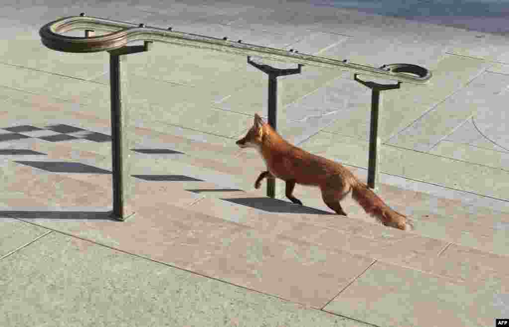 A fox strolls past the National Gallery of Art on the National Mall in Washington, D.C., Jan, 30, 2014. Foxes can be found in and around the city's Rock Creek Park but are not frequently seen in more densely populated areas of the U.S. capital.
