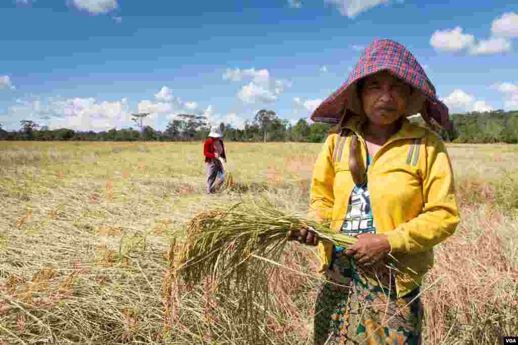 អ្នក​ស្រី​រម៉ាម ចង់ ជា​ជន​ជាតិ​ដើម​ភាគ​តិច​កាចក់ កាន់​បាច់​ស្រូវក្រោយ​ពេល​ច្រូត នៅ​ក្នុង​ភូមិ​តាណង​ ស្រុក​អណ្តូង​មាស​ ​ខេត្ត​រតនគិរី​ ថ្ងៃ​ទី​១ ខែ​ធ្នូ​ ឆ្នាំ​២០១៥។ ជន​ជាតិ​ដើម​ភាគ​តិច​នៅ​ក្នុង​ភូមិ​ភាគ​ឥសាន​ក្នុង​ប្រទេស​កម្ពុជា​​ ជា​ក្រុម​ជន​ងាយ​រង​គ្រោះ​ខ្លាំង​ដោយ​សារ​ការ​ប្រែ​ប្រួល​អាកាសធាតុ ដែល​បណ្តាល​មក​ពី​ការកាប់​ព្រៃឈើ​ ក្នុង​រយៈពេល​ប៉ុន្មាន​ឆ្នាំ​កន្លង​មក។ (នៅ វណ្ណារិន/VOA)&nbsp;