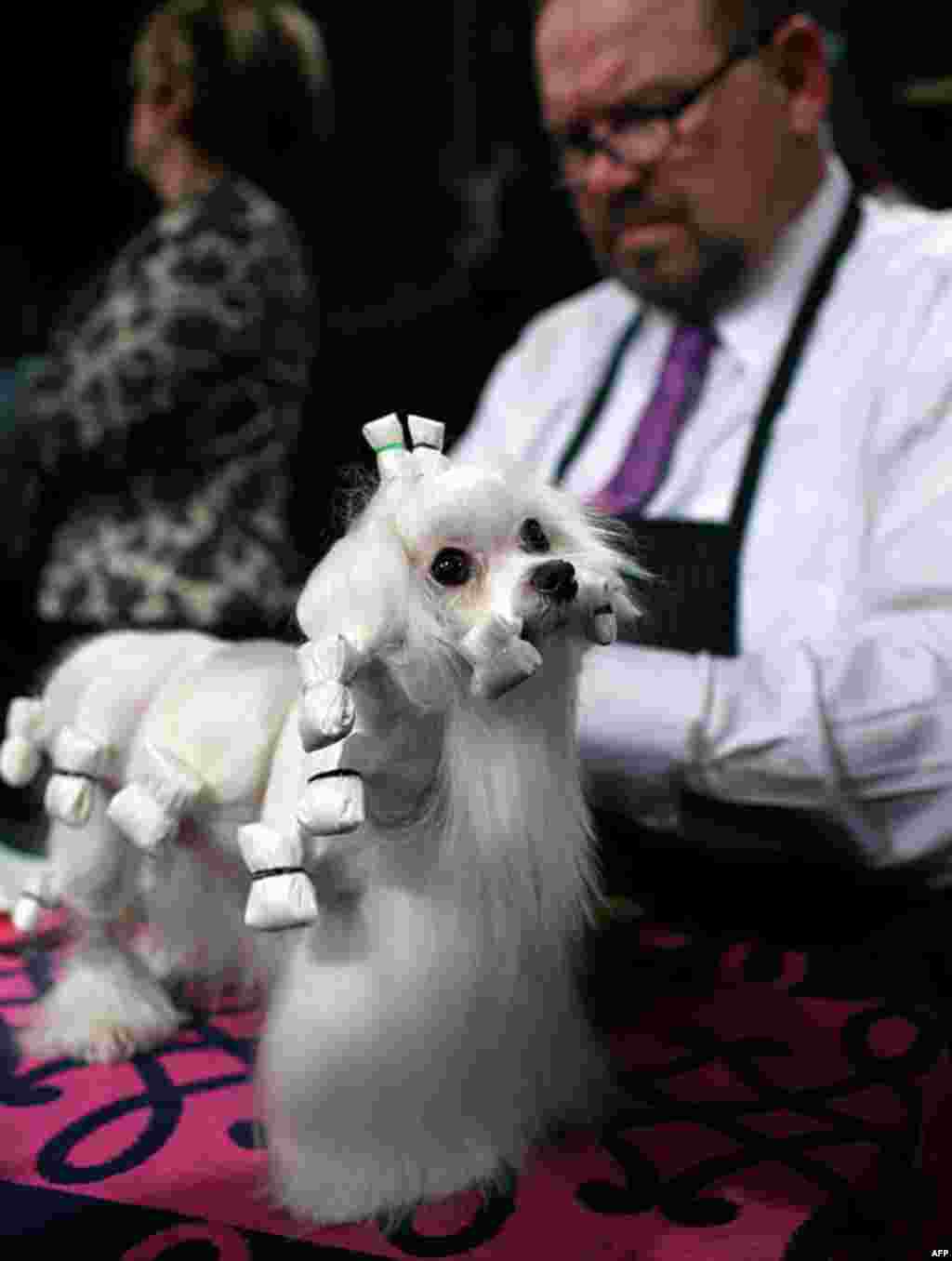 Dottie, a Maltese, is groomed at the 136th annual Westminster Kennel Club dog show, February 13, 2012, in New York. (AP)
