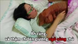 Lên giường với thằn lằn khổng lồ