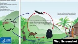 Chu trình lây nhiễm virus Ebola giữa các động vật và lây sang người