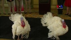 Ceremonia del perdón de pavos de Thanksgiving