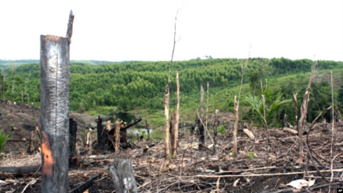 Larangan Penebangan Di Indonesia Berisiko Untuk Hutan