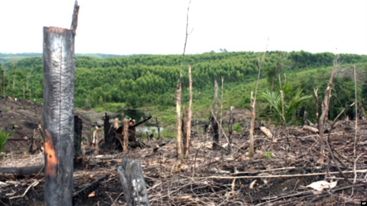 Indonesia Akan Tangani Penggundulan Dan Kebakaran Hutan