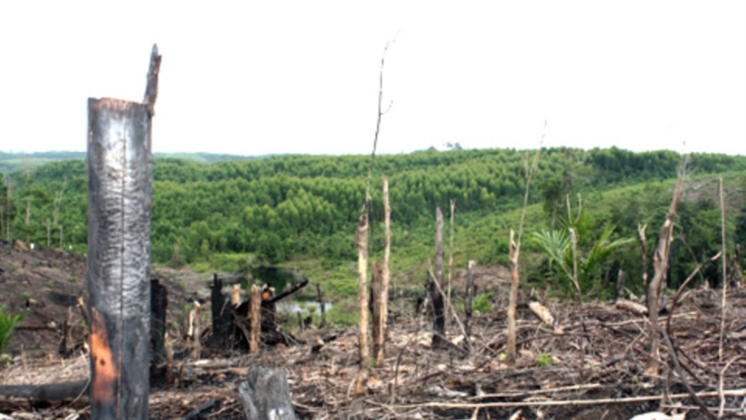 Raksasa Pulp Dan Kertas Hentikan Penebangan Hutan Indonesia