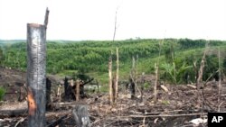 Penebangan hutan di Semenanjung Kampar, Riau. (Foto: Dok)