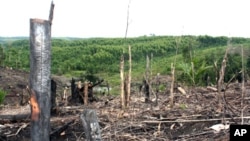 Penebangan hutan di Kampar Peninsula, provinsi Riau (foto: ilustrasi). Aktivis lingkungan mengatakan masih banyak illegal logging yang harus diatasi oleh pemerintah Indonesia.