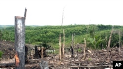 Deforestasi di Kampar Peninsula, provinsi Riau, Sumatra (foto: dok). Indonesia telah membuat beberapa kemajuan dengan mengurangi tingkat penggundulan hutan primer selama lima tahun berturut-turut hingga 2021. 