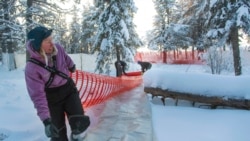 In this Tuesday, Nov. 26, 2019 photo, Sanna Vannar sets up a barrier in the corral outside Jokkmokk to help them load the reindeer onto a truck for transportation to the winter pastures. (AP Photo/Malin Moberg)