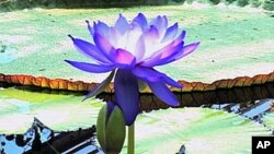 The world's largest water lilies are blooming in a tropical greenhouse at London's Kew Gardens.