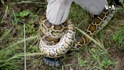 Florida Python Challenge ...