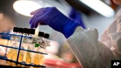 FILE - A microbiologist works with tubes of bacteria samples at the Centers for Disease Control and Prevention in Atlanta, Nov. 25, 2013.