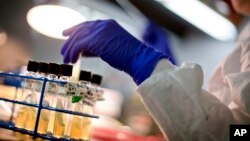  FILE - A microbiologist works with tubes of bacteria samples at the Centers for Disease Control and Prevention in Atlanta, Nov. 25, 2013.