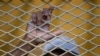 یوناما:د جګړې د زندانیانو په شکنجه کولو کې کموالی راغلی