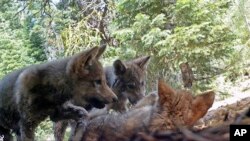 FILE - This June 30, 2017, remote camera image released by the U.S. Forest Service shows a female gray wolf and her mate with a pup born in 2017 in the wilds of Lassen National Forest in Northern California.