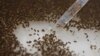 WHO Rekomendasikan Nyamuk yang Dimodifikasi untuk Perangi Zika