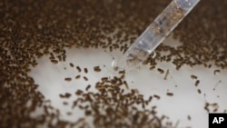 Seorang peneliti perusahaan bioteknologi Inggris memeriksa kepompong (pupa) nyamuk Aedes aegypti yang sudah dimodifikasi (foto: dok). 
